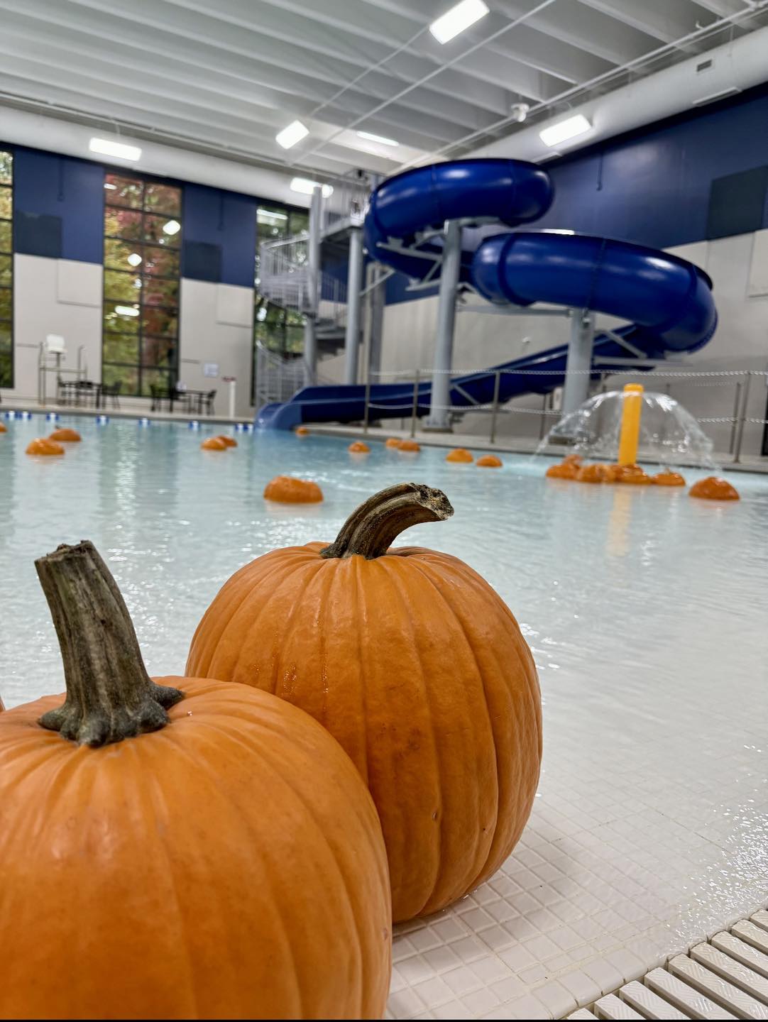 Pumpkins in a swimming poolk