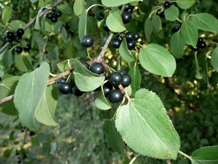 Buckthorn