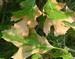 Oak Wilt