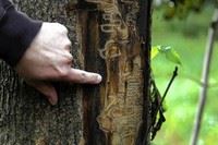 Ash Tree Bark Opens in new window