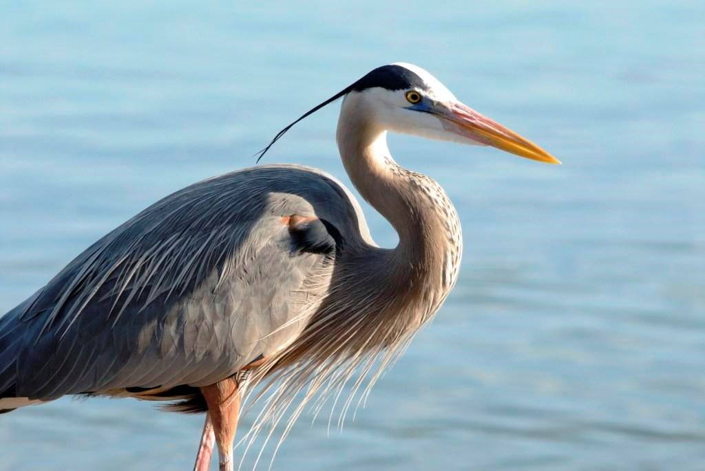 Great Blue Heron