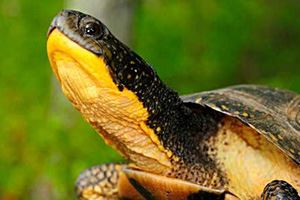 Blandings Turtle