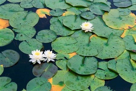 Lilypads